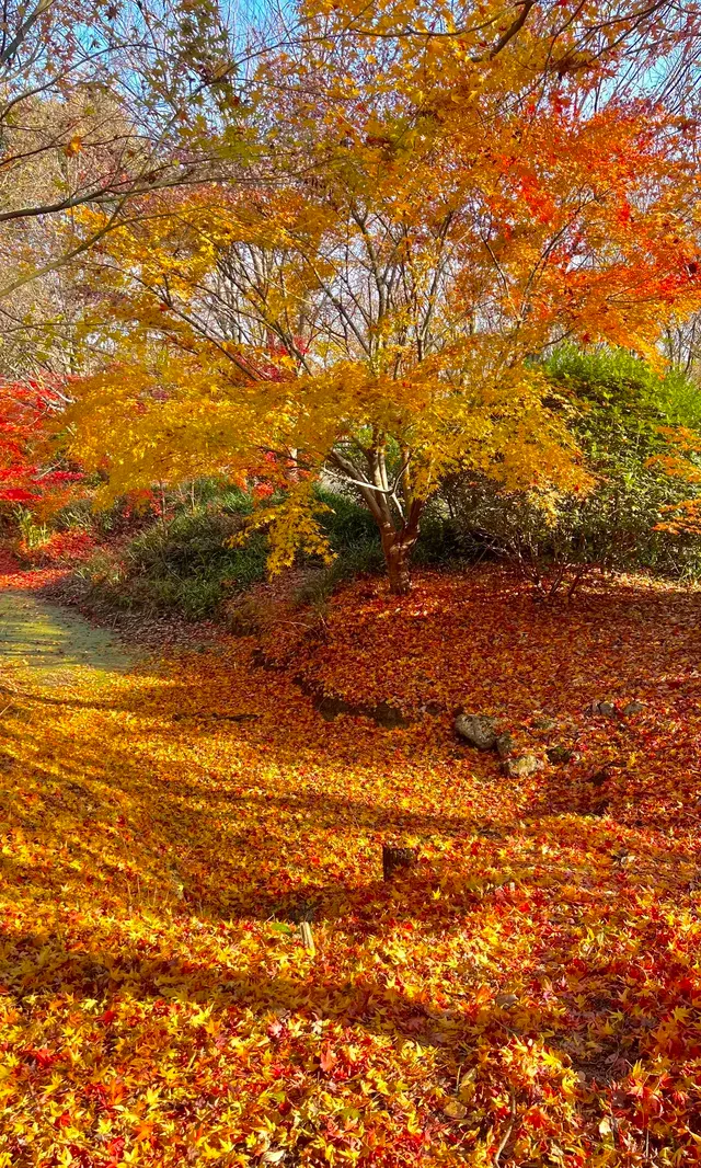 不誇張這是上海拍楓葉最美的公園了 不誇張這是上海拍楓葉最美的公園了