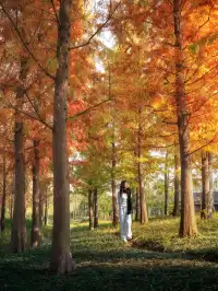 被問瘋的上海楓葉旋梯錯過真的等一年…