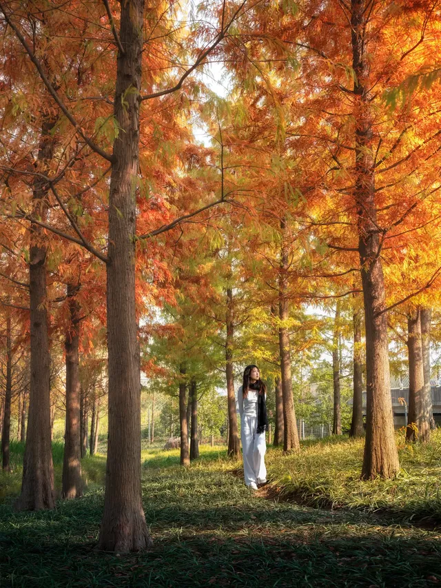 被問瘋的上海楓葉旋梯錯過真的等一年… 被問瘋的上海楓葉旋梯錯過真的等一年…