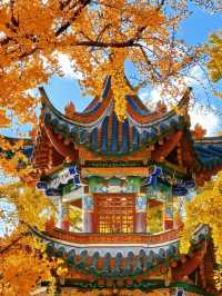 冬日限定！昆明翠湖與紅嘴鷗的浪漫邂逅