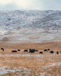 自駕川西一場大雪,川西有了冬日氛圍