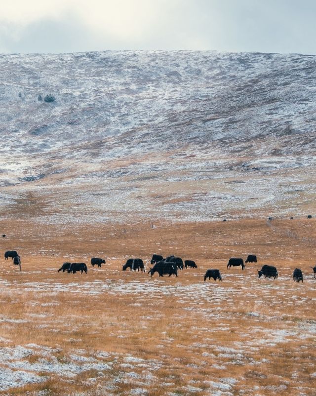 自駕川西一場大雪,川西有了冬日氛圍 自駕川西一場大雪,川西有了冬日氛圍