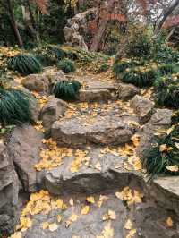 葉家花園 | 深秋的銀杏秘境