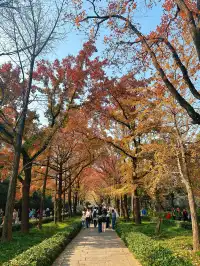 賞秋最美南京|鐘山風景區一天遊