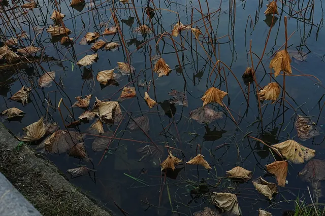 瘦西湖的秋 瘦西湖的秋