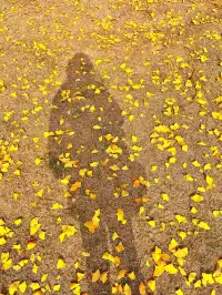 報劉海粟綠地 銀杏濃度已達99.9%