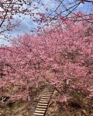 พื้นที่ปลูกซากุระกว่าร้อยไร่ในมณฑลฝูเจี้ยนเปิดให้เข้าชมเพื่อชมความงามแบบโรแมนติกแล้ว