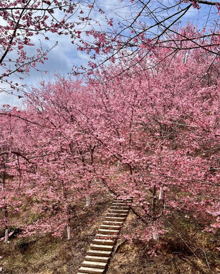 福建百畝櫻花花海浪漫上線