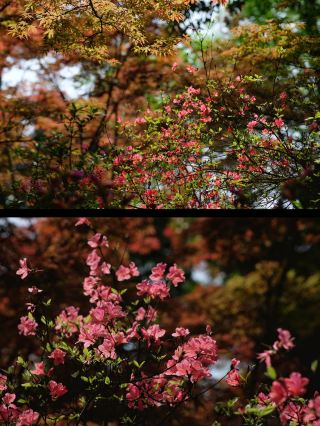 Pink flowers and red leaves complement each other beautifully