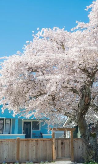 Cherry Blossom Ceiling! Victoria's Spring Romance is Absolutely Stunning