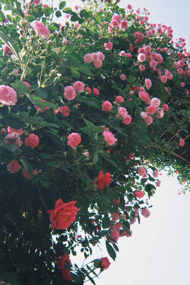 Roses in the film’s midsummer, gently simmering the tenderness of the ...