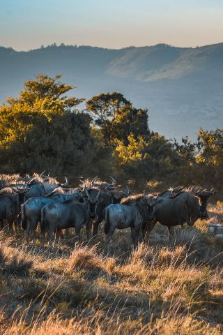 南アフリカのプライベート野生動物保護区に泊まり、ライオンと隣人になる