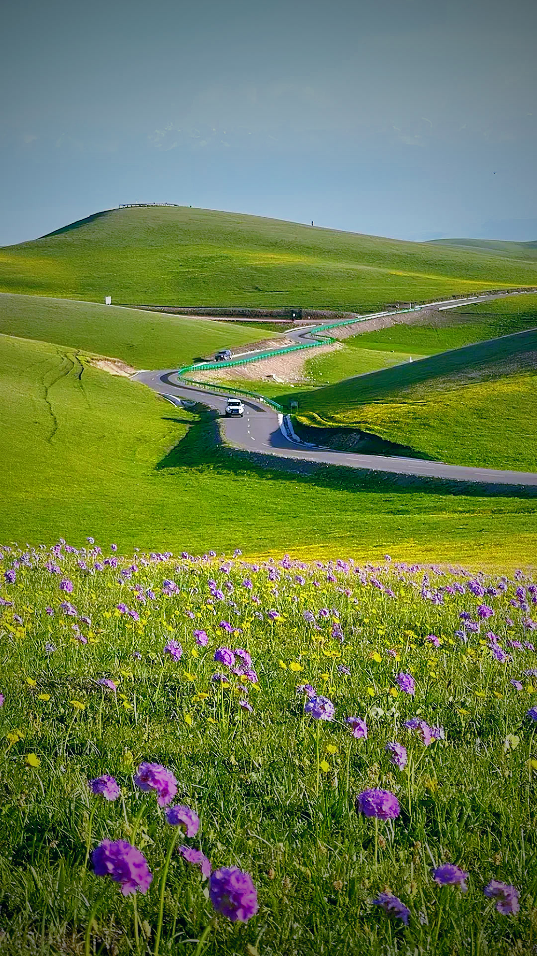 Speechless from the beauty of Xinjiang's grassland flower sea!