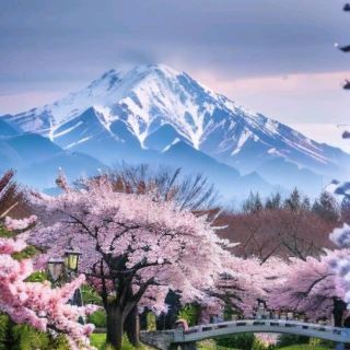  。富士山の優しさと静けさを深く感じたいですか？人混みを避けてゆっくり歩き、じっくりと景色を堪能したいなら、この東京〜大島〜山中湖村〜富士吉田市のルートが絶対にぴったりです！💖✨河口湖の人混みから離れ、山中湖で極上の静けさを満喫し、湖畔で白鳥に餌をあげたり、桜を撮ったり、ゆっくり温泉に浸かったり、火山口から遠くを眺めたり、さらに神秘的な青木ヶ原樹海を探検したり〜1泊2日がちょうどいい、富士山のロマンチックな雰囲気をスローライフで遊び尽くしましょう！