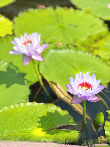 蓮花 蓮花山｜蓮の楽園撮影ガイド | Trip.com 深セン