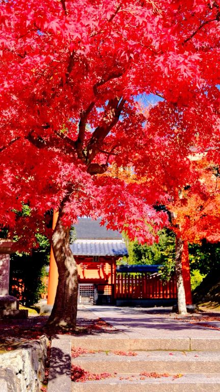 Lịch trình ngắm lá vàng mùa thu ở Kyoto | Giờ mở cửa và cách đến đó | Gợi ý 6 địa điểm nổi tiếng