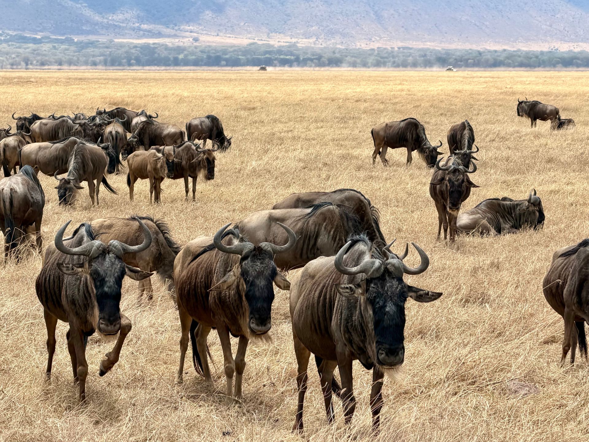 Unforgettable 7-Day Safari Experience in Tanzania