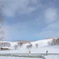 눈꽃세상❄️ 대관령 양떼목장