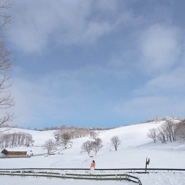 눈꽃세상❄️ 대관령 양떼목장