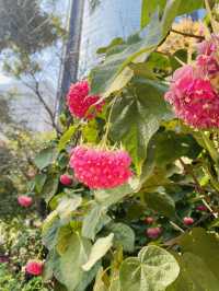 一次過欣賞各色各樣花卉  在市中心盛放📍香港公園