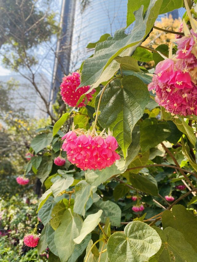一次過欣賞各色各樣花卉  在市中心盛放📍香港公園