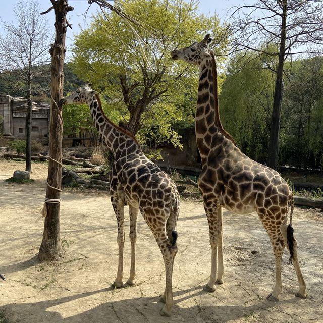近距離看長頸鹿🦒 愛寶樂園必去:lost Valley