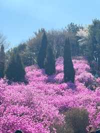 벚꽃+진달래를 한번에 볼 수 있는 진달래꽃동산🌸🤍