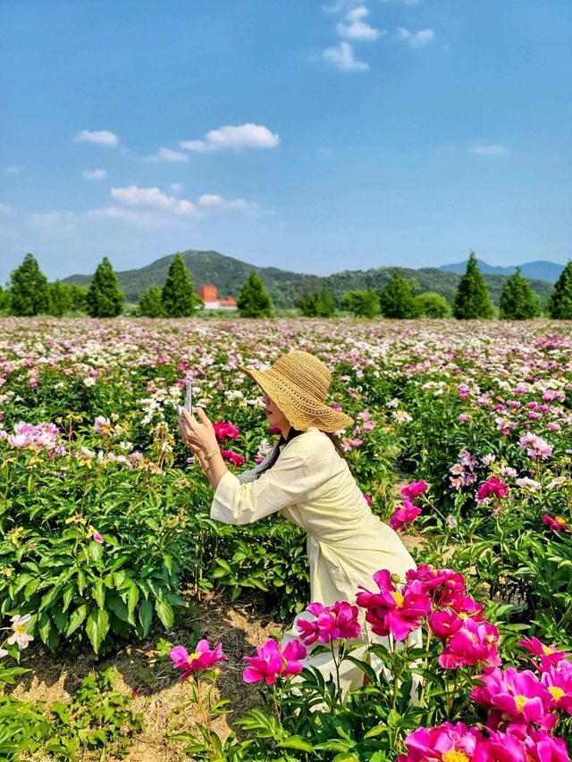 지금 만개한 작약꽃 즐기기! 합천 핫들생태공원🌺