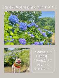 【神奈川･宮ヶ瀬】紫陽花スポット🐶🫧