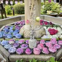  【京都】花の御寺「三室戸寺」