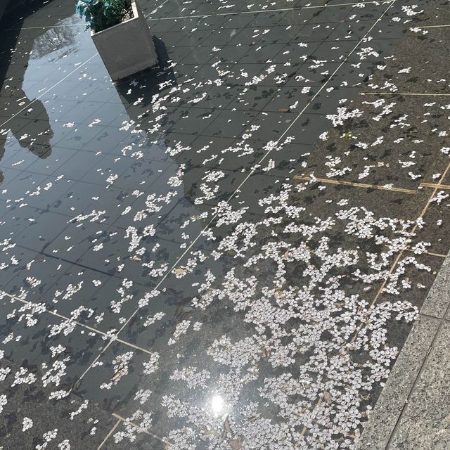 桜スポットの意外と穴場？！みなとみらい