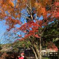 由布院金鱗湖🍁🍂紅葉季美得醉人