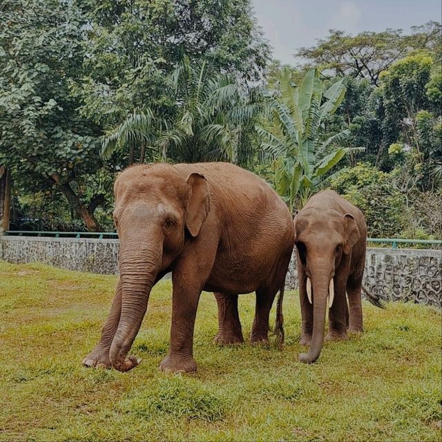 Ragunan Zoo, Jakarta Ragunan Zoo, Jakarta