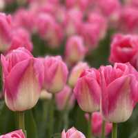 Book your flight to Amsterdam for tulips!