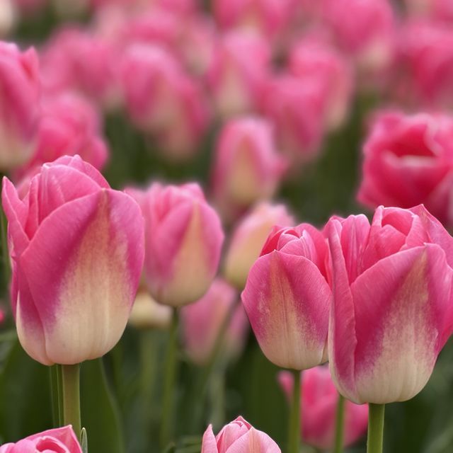 Book your flight to Amsterdam for tulips!