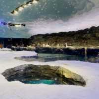 Penguin Cove at Bird Paradise