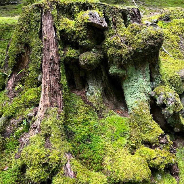 苔寺🕉充滿意境的「西芳寺」