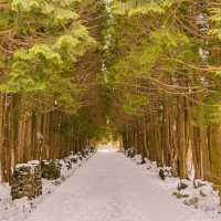 ❄️눈쌓인길 나무사이로 산책가능한곳 [제주, 샤이니숲길]🌲