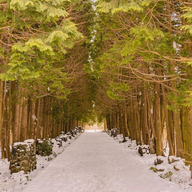❄️눈쌓인길 나무사이로 산책가능한곳 [제주, 샤이니숲길]🌲