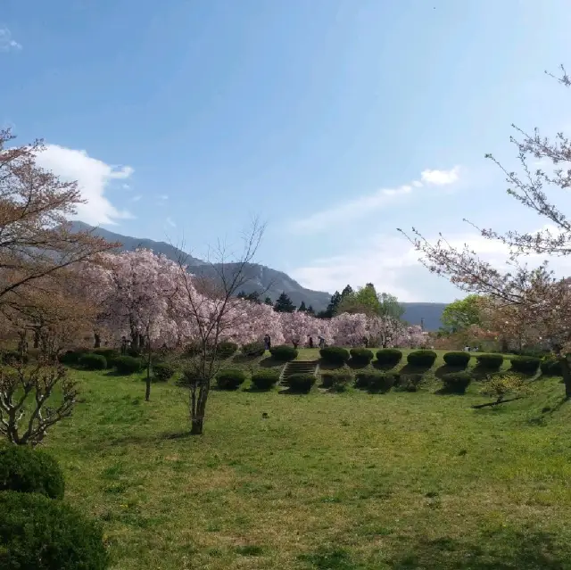 秩父羊山公園 最震撼的櫻花林🌸🌸🌸