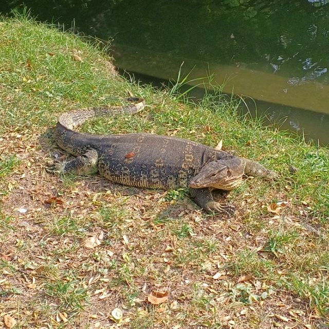 ルンピニ公園　バンコク