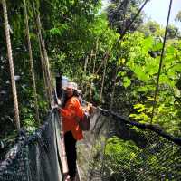 BREATHTAKING TREETOP WALK