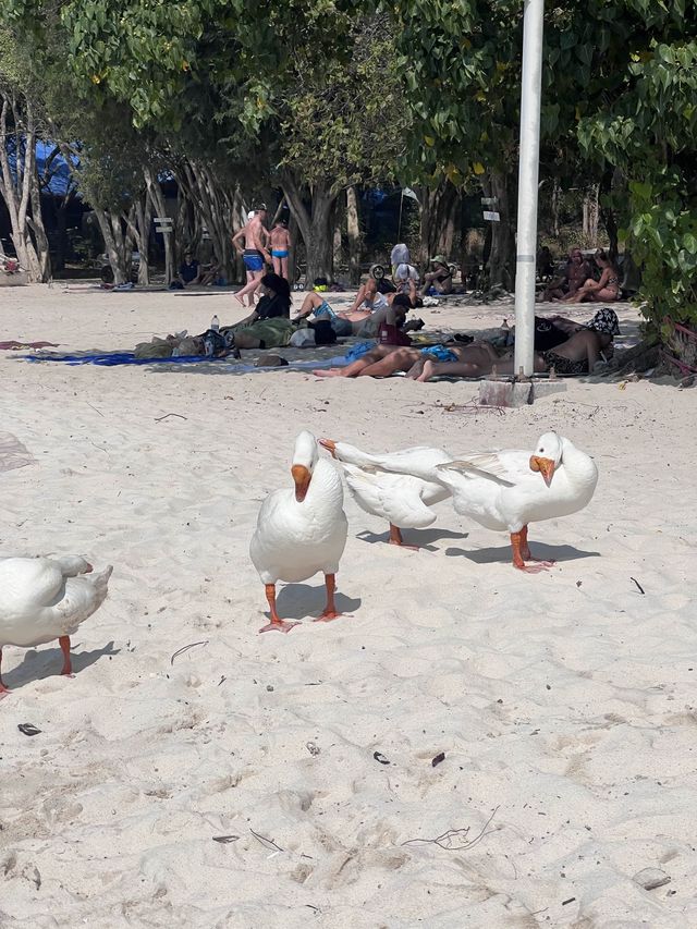‼️แชร์โลมา ถ่ายรูปกับน้องห่าน เจ้าหญิงแห่งหาดเทียน
