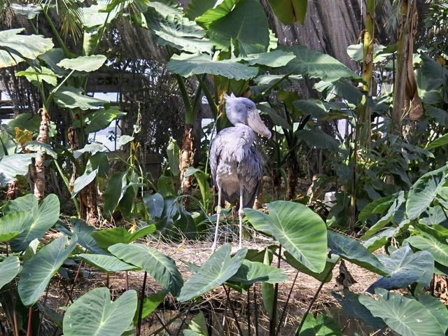 可愛い動物にたくさん会える神戸どうぶつ王国