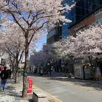 Sinchon in Bloom: A Cherry Blossom Wonderland