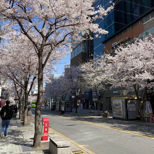 Sinchon in Bloom: A Cherry Blossom Wonderland