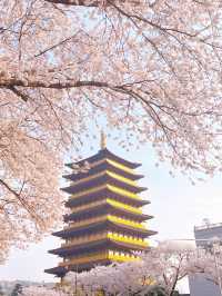 당일치기 가능한 경주 벚꽃명소 코스 🌸