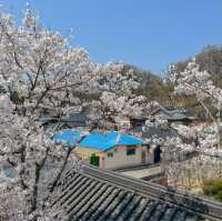 사람보다 벚꽃이 더 많은 공주 벚꽃 스팟모음🌸