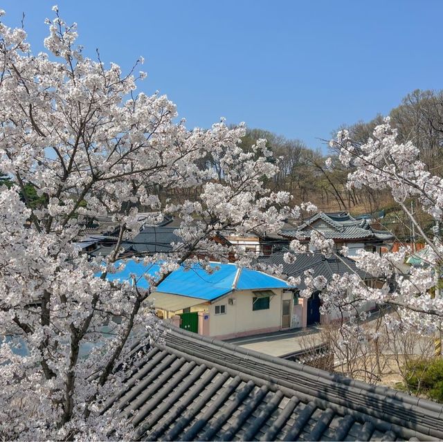 사람보다 벚꽃이 더 많은 공주 벚꽃 스팟모음🌸