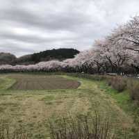 【巾着田】